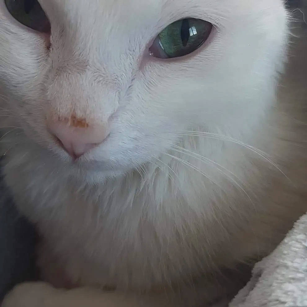 Louloute participe au concours pour gagner de l'argent avec cette photo : carnivore, cat, close_up, domestic_short_haired_cat, felidae, fur, photography, small_to_medium_sized_cats, snout, terrestrial_animal, whiskers, white