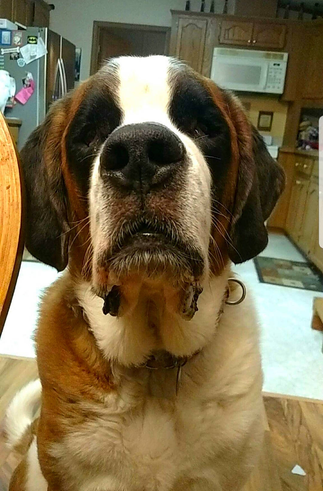 Bella is registered to the contest to win money with this photo: ancient_dog_breeds, canidae, carnivore, companion_dog, dog, dog_breed, fawn, fur, giant_dog_breed, mammal, moscow_watchdog, nose, pyrenean_mastiff, rafeiro_do_alentejo, rare_breed_dog, snout, sporting_group, st_bernard, vertebrate, working_dog