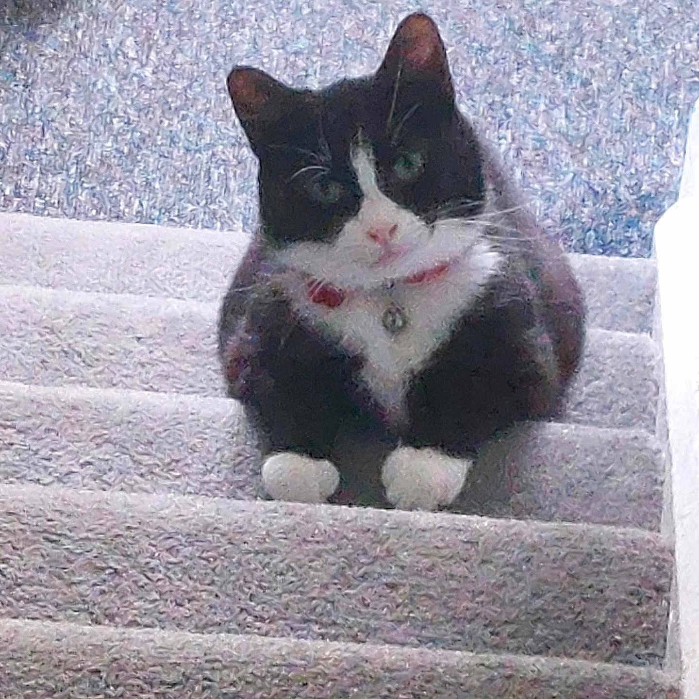 Susie is registered to the contest to win money with this photo: accessories, animal, architecture, blackcat, building, cat, collar, couch, furniture, house, housing, indoors, interiordesign, kitten, manx, pet, plant, porch, pottedplant, staircase