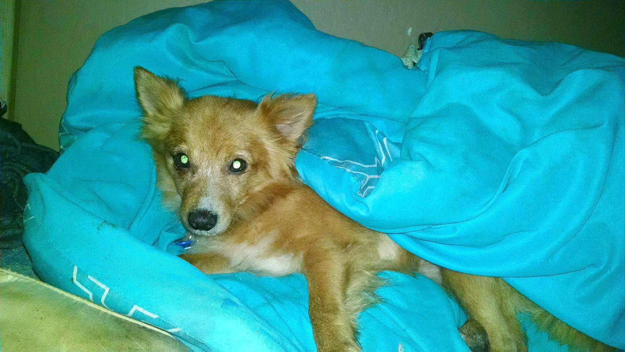 Babyboy is registered to the contest to win money with this photo: canidae, carnivore, comfort, companion_dog, dog, dog_breed, dog_supply, fawn, fur, snout, sporting_group, terrestrial_animal, toy_dog, whiskers, working_animal