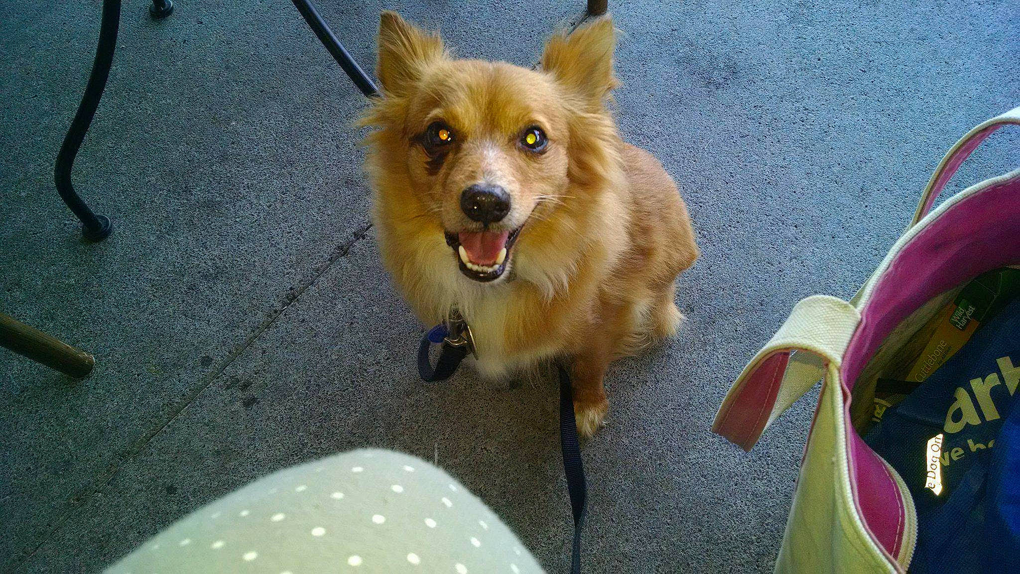 Babyboy is registered to the contest to win money with this photo: ancient_dog_breeds, carnivore, collar, companion_dog, dog, dog_agility, dog_breed, dog_supply, fawn, fur, german_spitz, herding_dog, paw, pomeranian, road_surface, snout, tail, toy_dog, whiskers, working_dog