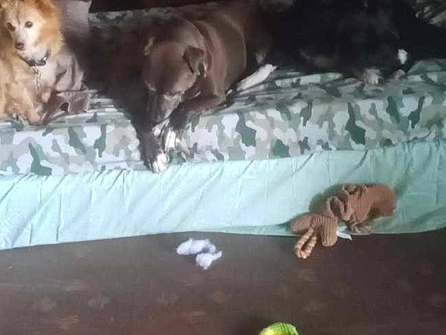Babyboy is registered to the contest to win money with this photo: bed, bed_sheet, bedding, bedroom, bedtime, comfort, companion_dog, dog, fawn, felidae, fruit, fur, guard_dog, hardwood, linens, liver, mammal, nap, room, wood