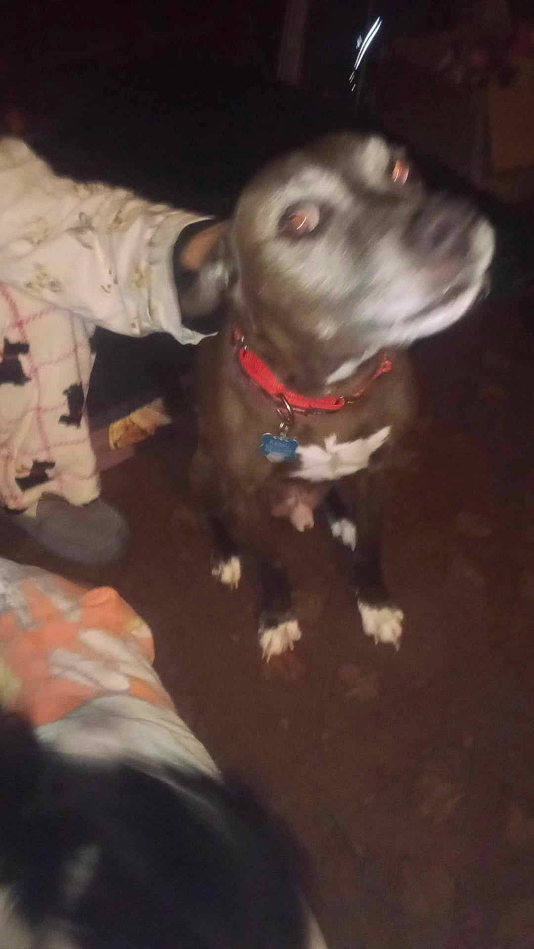 Keaau is registered to the contest to win money with this photo: canidae, carnivore, collar, companion_dog, dog, dog_breed, dog_collar, dog_supply, fawn, fur, guard_dog, liver, non_sporting_group, pet_supply, red_eye_effect, snout, sporting_group, toy_dog, whiskers, working_animal