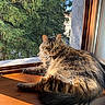 cat, tabby, fluffy, windowsill, sunlight, wood, indoor, greenery, tree, nature, animal, pet, relaxing, fur, portrait, daylight, window, looking, cozy, resting