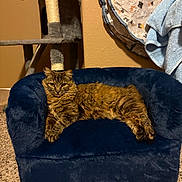 Hazel joined the competition — help win amazing prizes! animal, blue, brown, carpet, cat, cat_tree, comfortable, cozy, feline, fur, hanging_fabric, home, indoor, pet_sofa, playful_pattern, plush, relaxed, resting, stretching, tabby