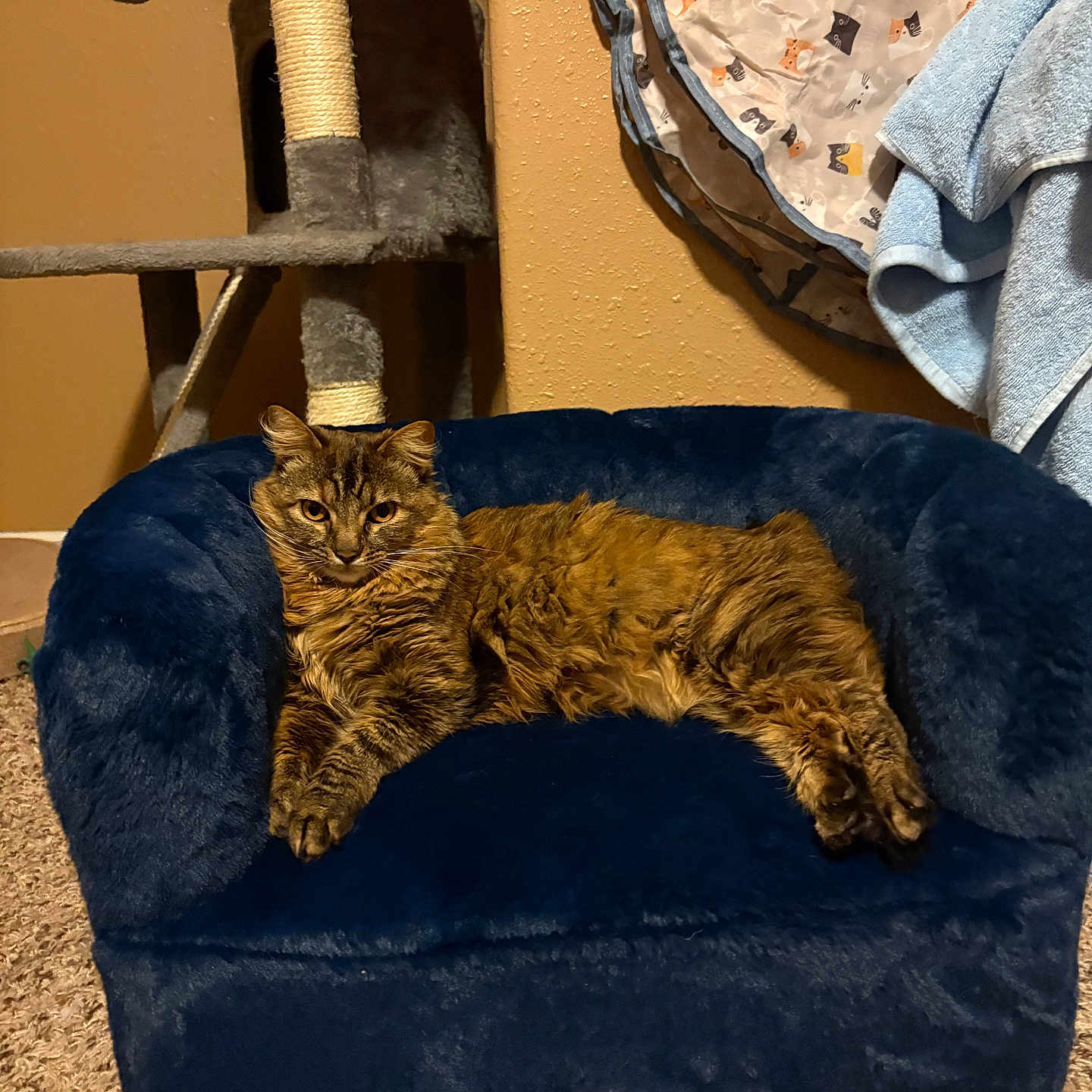 Hazel joined the competition — help win amazing prizes! animal, blue, brown, carpet, cat, cat_tree, comfortable, cozy, feline, fur, hanging_fabric, home, indoor, pet_sofa, playful_pattern, plush, relaxed, resting, stretching, tabby