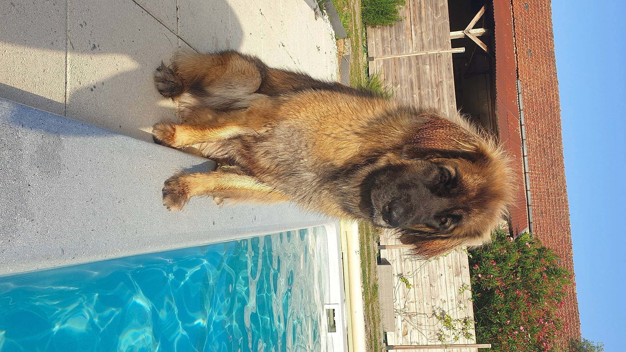 Tenessee a rejoint le concours — aidez-le/la à gagner de superbes lots ! building, carnivore, dog, dog_breed, door, fawn, felidae, fur, house, plant, small_to_medium_sized_cats, snout, tail, terrestrial_animal, tree, vertebrate, water, wildlife, window, wood