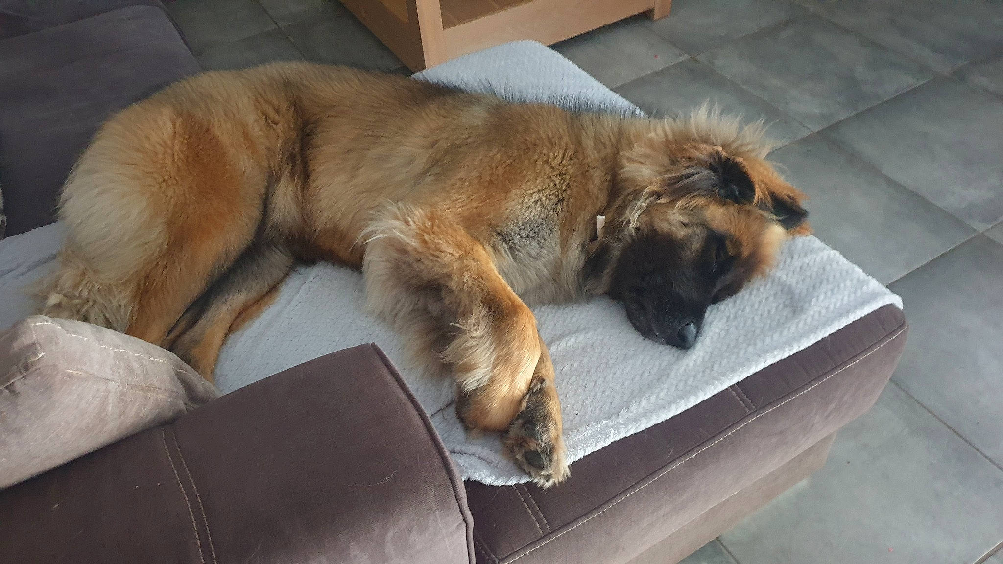Tenessee a rejoint le concours — aidez-le/la à gagner de superbes lots ! canidae, carnivore, claw, comfort, companion_dog, dog, dog_breed, estrela_mountain_dog, fawn, fur, leonberger, liver, paw, snout, sporting_group, tail