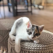 Suzy a rejoint le concours — aidez-le/la à gagner de superbes lots ! animal, cat, closeup, cute, domestic, eyes, floor, fur, furniture, home, indoor, kitten, pet, pouf, relaxed, resting, texture, whiskers, woven, young
