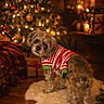 candle, celebration, christmas, christmas_tree, cozy, cute, decorations, dog, festive, fluffy, gift_box, holiday, holiday_lights, indoor, pet, rug, seasonal, sweater, warm_lighting, wooden_floor