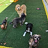 animal, artificial_turf, canine, daylight, dog, dogs, grass_field, green_grass, group, happy, large_dog, looking, medium_dog, outdoor, panting, pet, playground, slide, small_dog, yellow_line