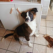 Voyou participe au concours pour gagner de l'argent avec cette photo : dog, puppy, brown, white, tile_floor, cabinet, indoor, pet, curious, fur, ears, tail, toy, kitchen, floor, animal, domestic, cute, young, sitting