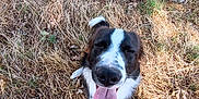 Voyou participe au concours pour gagner de l'argent avec cette photo : dog, tongue_out, happy, outdoor, grass, dry_grass, animal, pet, nature, canine, sitting, brown, white, black, snout, paw, leaf, footwear, person, sunlight