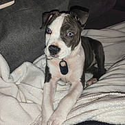 Athéna a rejoint le concours — aidez-le/la à gagner de superbes lots ! puppy, dog, blue_eyes, blanket, couch, indoor, pet, collar, fur, white, gray, cute, animal, resting, young, domestic_animal, cozy, comfort, relaxing, looking