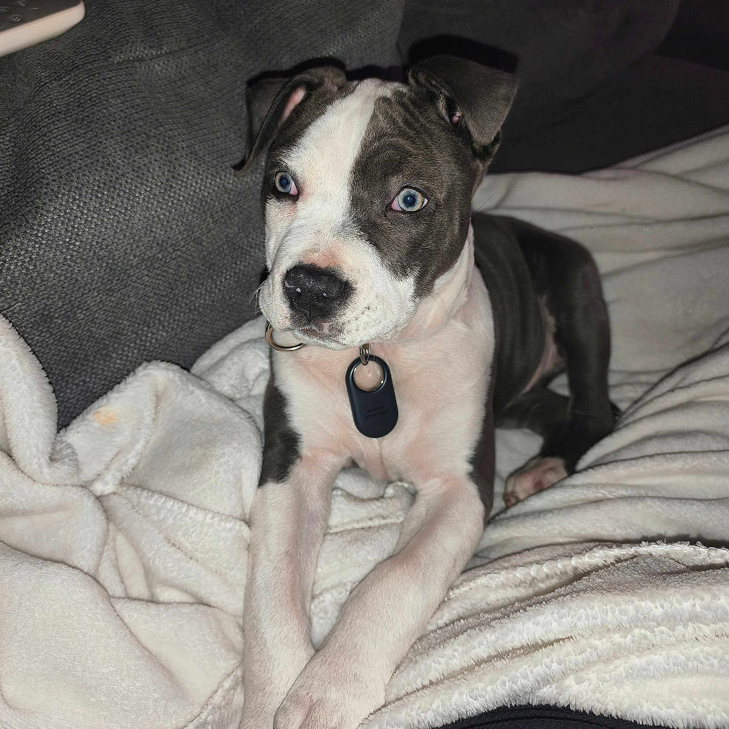 Athéna a rejoint le concours — aidez-le/la à gagner de superbes lots ! animal, blanket, blue_eyes, collar, comfort, couch, cozy, cute, dog, domestic_animal, fur, gray, indoor, looking, pet, puppy, relaxing, resting, white, young
