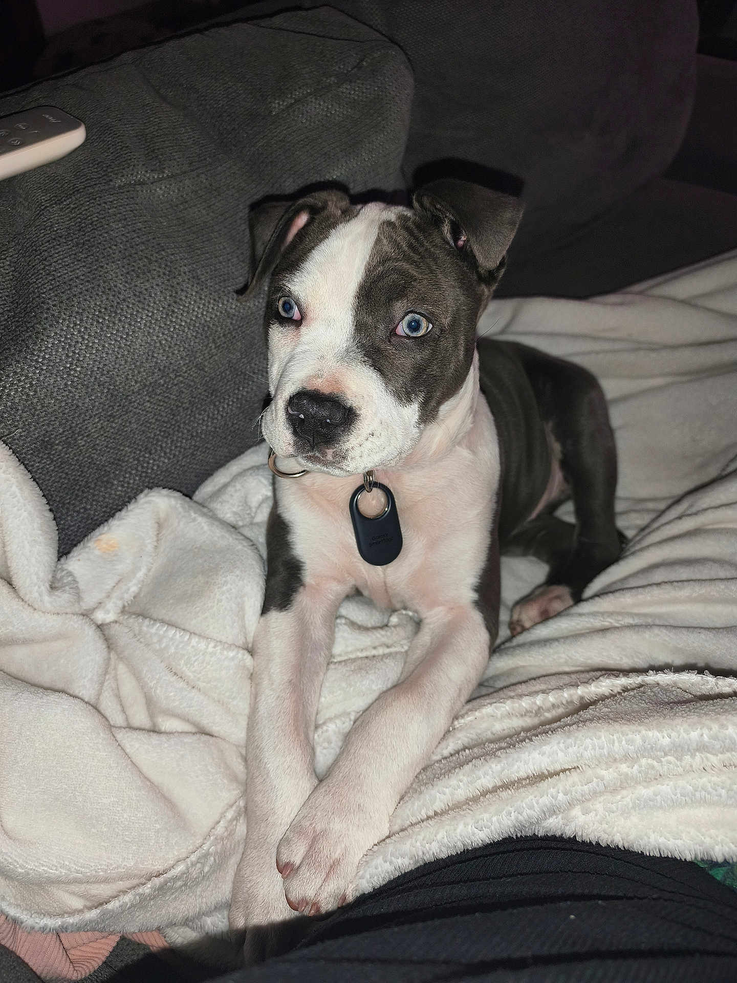 Athéna a rejoint le concours — aidez-le/la à gagner de superbes lots ! puppy, dog, blue_eyes, blanket, couch, indoor, pet, collar, fur, white, gray, cute, animal, resting, young, domestic_animal, cozy, comfort, relaxing, looking