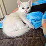 Snow participe au concours pour gagner de l'argent avec cette photo : white_cat, kitten, pet, blue_blanket, bed, indoor, fur, tail, paw, eyes, human_hand, cozy, blanket, resting, cute, portrait, soft_texture, wall, bedding, small_animal