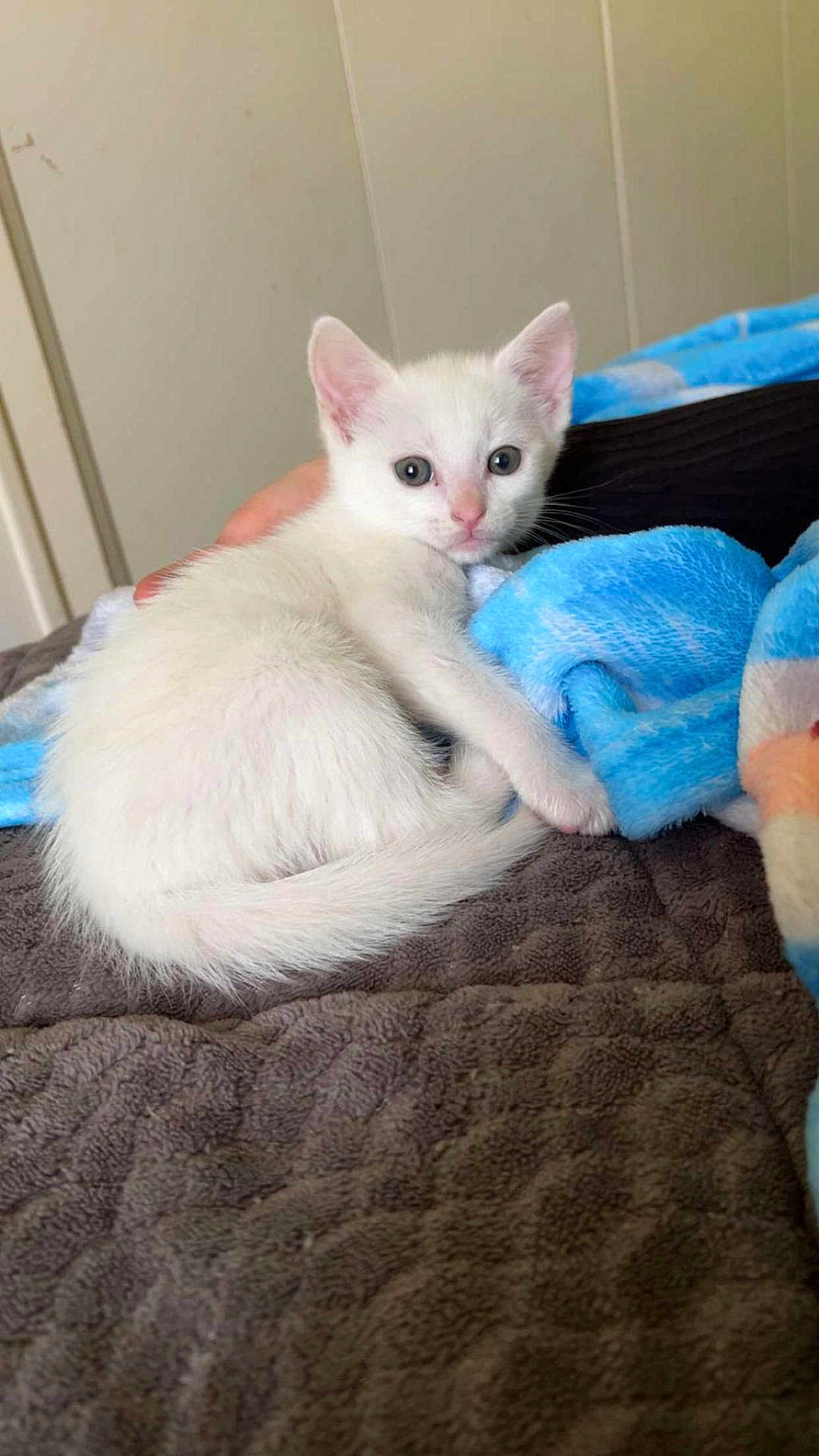Snow participe au concours pour gagner de l'argent avec cette photo : white_cat, kitten, pet, blue_blanket, bed, indoor, fur, tail, paw, eyes, human_hand, cozy, blanket, resting, cute, portrait, soft_texture, wall, bedding, small_animal