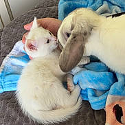 Snow participe au concours pour gagner de l'argent avec cette photo : kitten, rabbit, bunny, pet, blanket, blue_blanket, white_fur, bed, human_hand, snout, ear, close_up, cuddling, indoors, cozy, paws, small_animal, interaction, friendship, play
