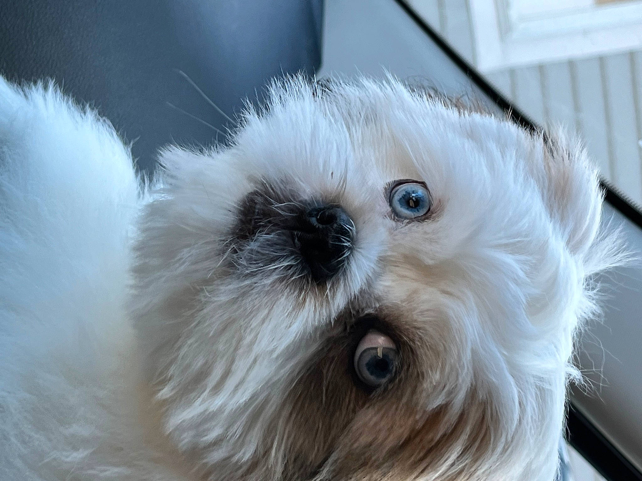 Rip is registered to the contest to win money with this photo: canidae, carnivore, companion_dog, dog, dog_breed, eye, fur, maltepoo, non_sporting_group, poodle_crossbreed, puppy, puppy_love, shih_poo, small_terrier, sporting_group, terrier, toy, toy_dog, whiskers, working_animal