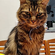 Ziggy participe au concours pour gagner de l'argent avec cette photo : cat, tabby, fluffy, animal, pet, fruit, apple, banana, orange, table, chair, indoor, domestic, feline, closeup, portrait, whiskers, collar, food, kitchen
