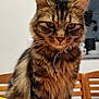 cat, tabby, fluffy, animal, pet, fruit, apple, banana, orange, table, chair, indoor, domestic, feline, closeup, portrait, whiskers, collar, food, kitchen