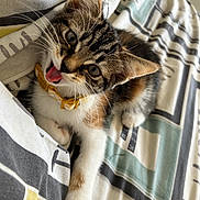 Penny is registered to the contest to win money with this photo: kitten, cat, pet, playful, tongue_out, collar, yellow_collar, bedspread, striped, patterned, fur, whiskers, ears, paws, cute, indoor, resting, animal, young_cat, domestic_cat