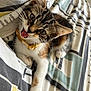 kitten, cat, pet, playful, tongue_out, collar, yellow_collar, bedspread, striped, patterned, fur, whiskers, ears, paws, cute, indoor, resting, animal, young_cat, domestic_cat