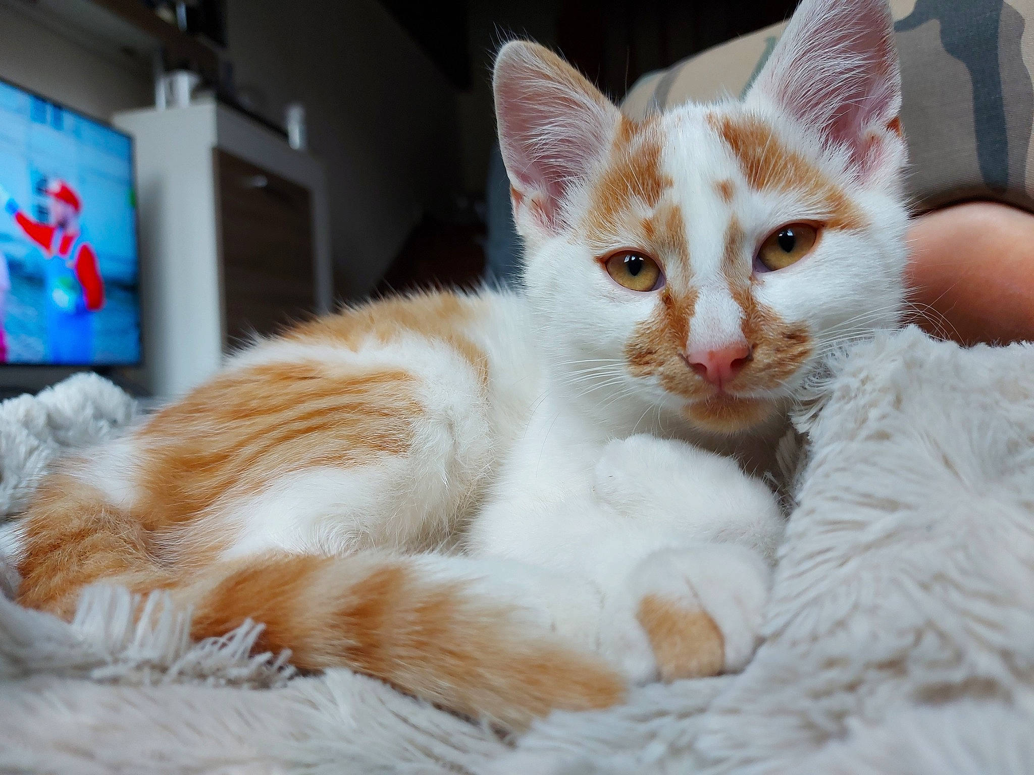 Loki a rejoint le concours — aidez-le/la à gagner de superbes lots ! aegean_cat, american_wirehair, arabian_mau, asian, carnivore, cat, domestic_short_haired_cat, ear, european_shorthair, eye, felidae, fur, german_rex, kitten, mammal, small_to_medium_sized_cats, turkish_angora, turkish_van, vertebrate, whiskers