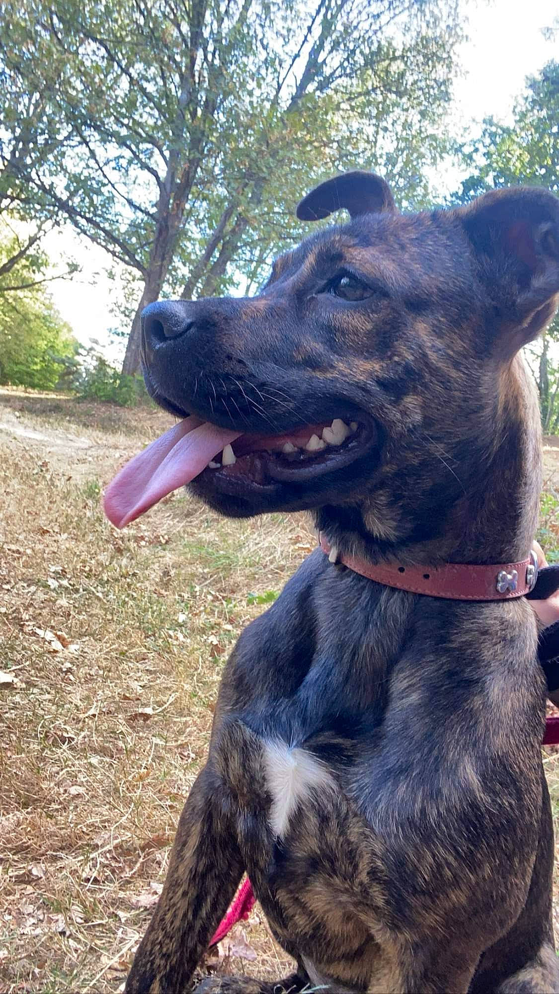 Meïka a rejoint le concours — aidez-le/la à gagner de superbes lots ! alano_espanol, alaunt, american_pit_bull_terrier, canidae, canis_panther, carnivore, cimarron_uruguayo, dog, dog_breed, dog_collar, dutch_shepherd_dog, guard_dog, mammal, perro_de_presa_canario, plott_hound, rare_breed_dog, snout, sporting_group, treeing_tennessee_brindle, vertebrate