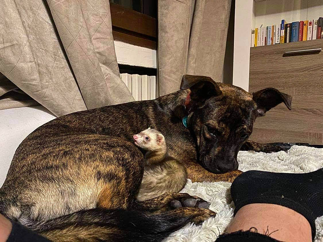 Meïka participe au concours pour gagner de l'argent avec cette photo : canidae, carnivore, dog, dog_breed, dutch_shepherd_dog, fur, furniture, lurcher, puppy, sporting_group