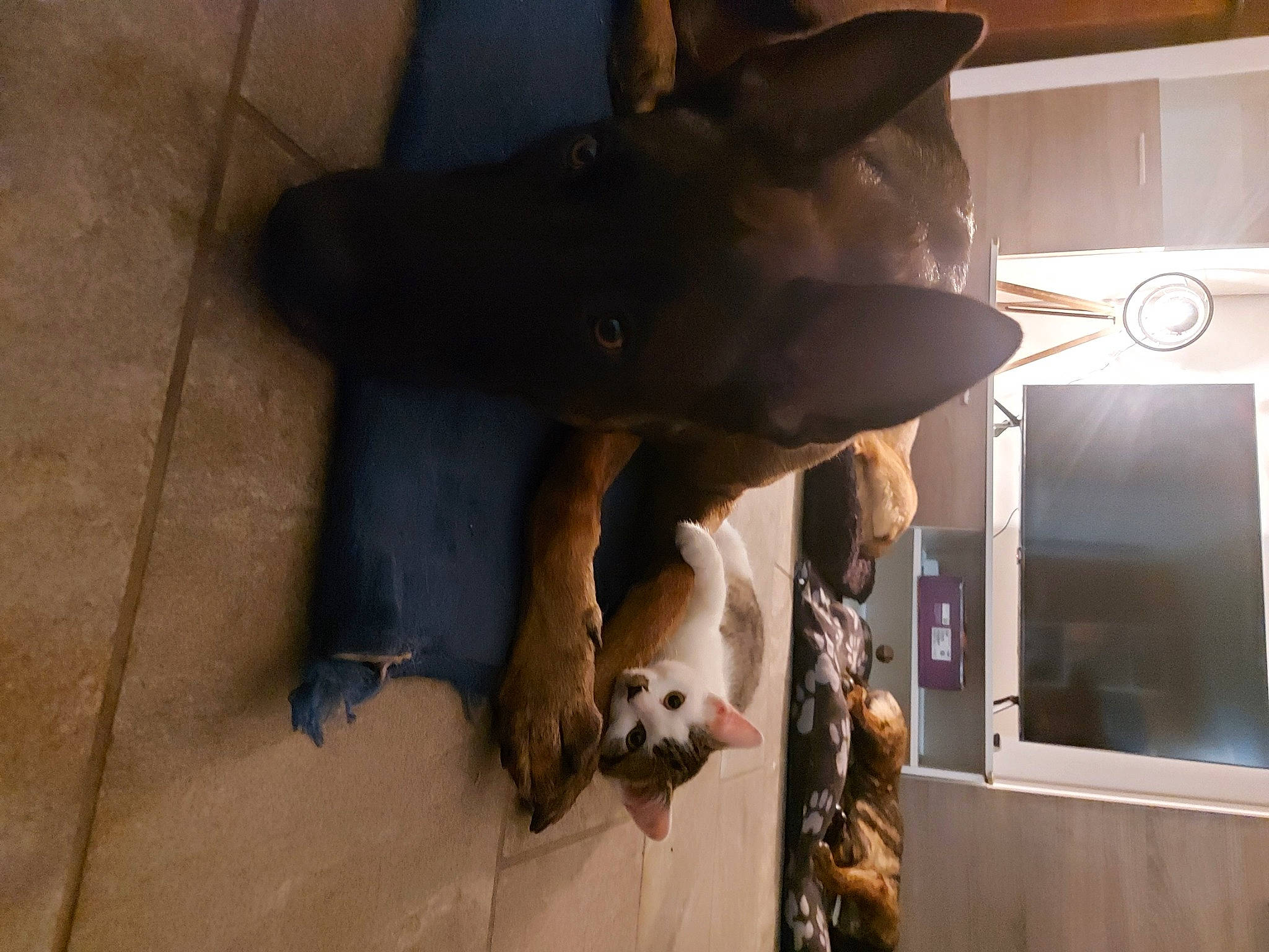 Naïro a rejoint le concours — aidez-le/la à gagner de superbes lots ! boston_terrier, canidae, carnivore, dog, dog_breed, fawn, guard_dog, non_sporting_group, snout, sporting_group