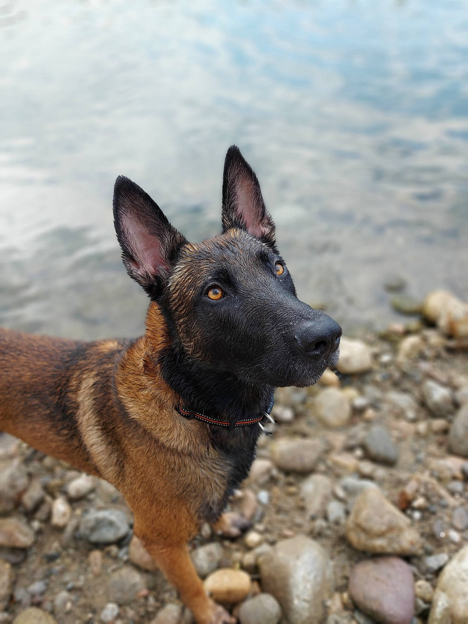 Naïro participe au concours pour gagner de l'argent avec cette photo : belgian_shepherd, belgian_shepherd_malinois, canidae, carnivore, dog, dog_breed, fawn, formosan_mountain_dog, german_shepherd_dog, kunming_wolfdog, mammal, rare_breed_dog, shiloh_shepherd_dog, snout, vertebrate