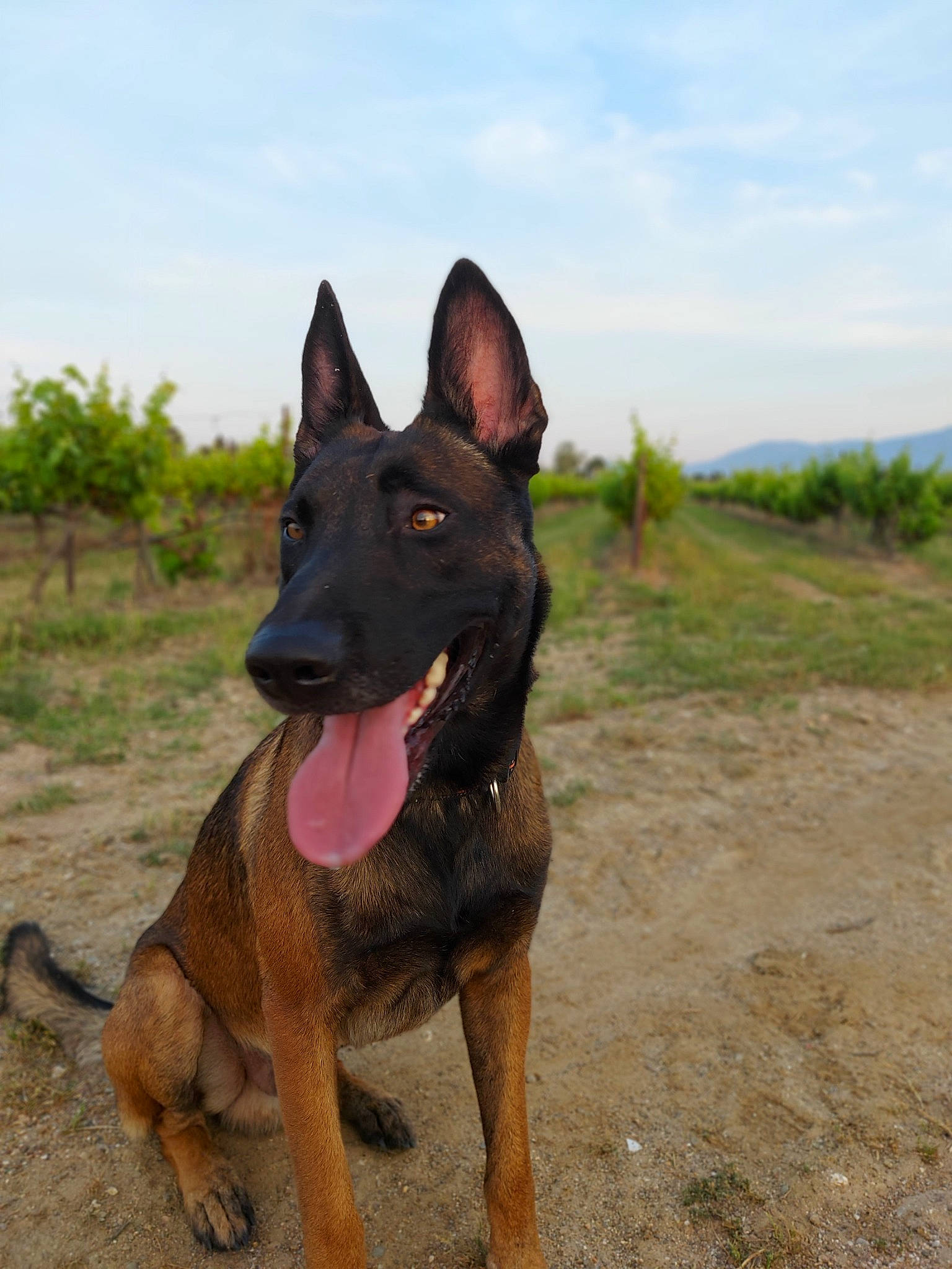 Naïro participe au concours pour gagner de l'argent avec cette photo : belgian_shepherd, belgian_shepherd_malinois, canidae, carnivore, dog, dog_breed, east_european_shepherd, fawn, german_shepherd_dog, king_shepherd, kunming_wolfdog, mammal, old_german_shepherd_dog, rare_breed_dog, snout, vertebrate, working_dog