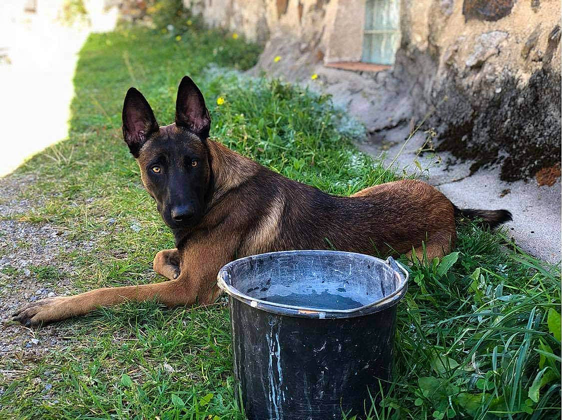 Naïro participe au concours pour gagner de l'argent avec cette photo : belgian_shepherd, belgian_shepherd_malinois, canidae, carnivore, dog, dog_breed, dutch_shepherd_dog, fawn, german_shepherd_dog, kunming_wolfdog, mammal, old_german_shepherd_dog, vertebrate