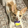 dog, pet, tennis_ball, playing, ears, indoor, rug, brown, white, animal, cute, looking, floor, toy, mammal, domestic_animal, canine, snout, paws, playful