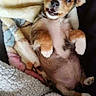 Bella participe au concours pour gagner de l'argent avec cette photo : puppy, dog, animal, pet, small_dog, brown_and_white, lying_down, belly_up, open_mouth, teeth, large_eyes, floppy_ears, paws, fur, blanket, cozy, indoors, portrait, cute, funny