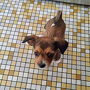 Bella participe au concours pour gagner de l'argent avec cette photo : puppy, dog, brown_fur, small_dog, standing, looking_up, tail, floppy_ears, animal, pet, canine, portrait, indoor, tile_floor, mosaic, bathroom, overhead_view, cute, fur, camera_gaze