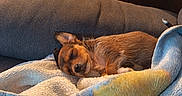 Bella a rejoint le concours — aidez-le/la à gagner de superbes lots ! dog, puppy, sleeping, sleepy, small_dog, brown_fur, curled_up, blanket, plush, couch, indoors, living_room, cozy, nap, resting, portrait, pet, home, warm_lighting, relaxed