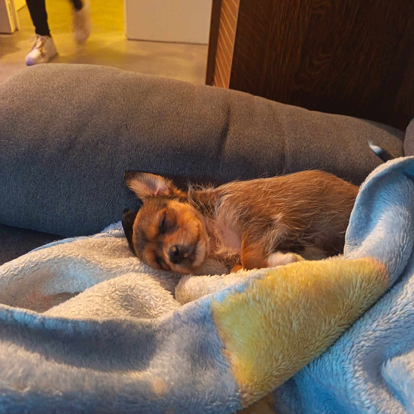 Bella a rejoint le concours — aidez-le/la à gagner de superbes lots ! dog, puppy, sleeping, sleepy, small_dog, brown_fur, curled_up, blanket, plush, couch, indoors, living_room, cozy, nap, resting, portrait, pet, home, warm_lighting, relaxed