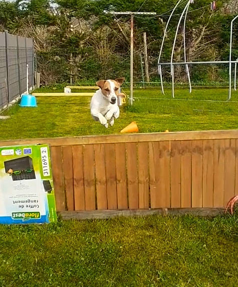 Oréo a rejoint le concours — aidez-le/la à gagner de superbes lots ! backyard, canidae, carnivore, companion_dog, dog, dog_breed, fence, fox_terrier, grass, jack_russell_terrier, kromfohrlander, lawn, obedience_training, rally_obedience, sporting_group, yard