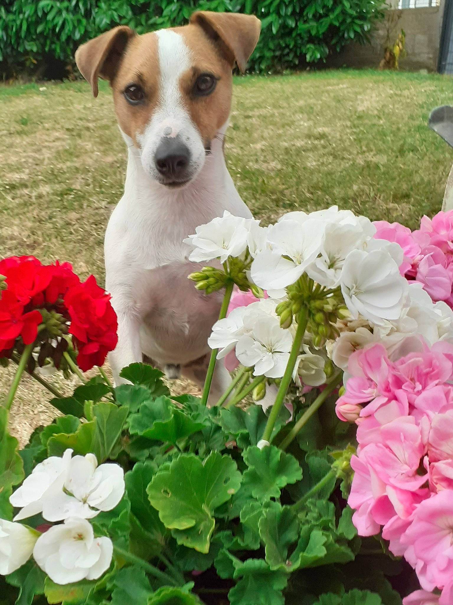 Oréo a rejoint le concours — aidez-le/la à gagner de superbes lots ! ancient_dog_breeds, canidae, carnivore, companion_dog, dog, dog_breed, flower, grass, jack_russell_terrier, mammal, petal, plant, rat_terrier, russell_terrier, tenterfield_terrier, terrier, treeing_feist, wildflower