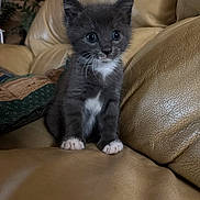 Nova is registered to the contest to win money with this photo: kitten, cat, gray_cat, white_paws, white_chest, leather_couch, indoor, pet, young_animal, cute, curious, sitting, feline, whiskers, ears, fur, small, domestic_animal, animal_portrait, cozy