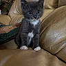 kitten, cat, gray_cat, white_paws, white_chest, leather_couch, indoor, pet, young_animal, cute, curious, sitting, feline, whiskers, ears, fur, small, domestic_animal, animal_portrait, cozy
