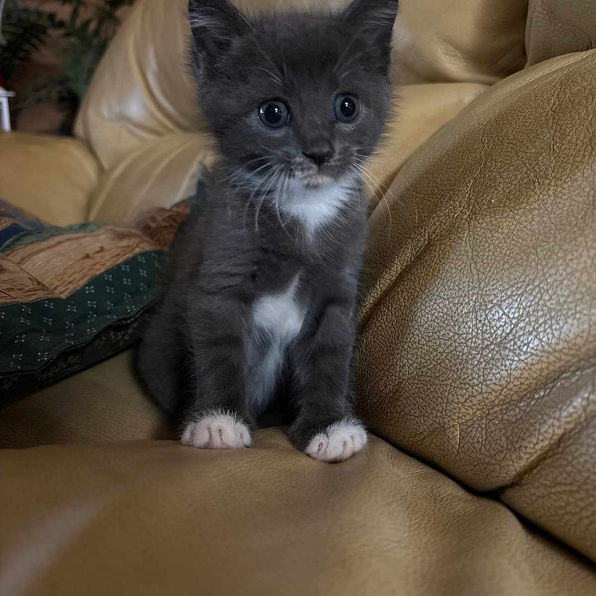 Nova