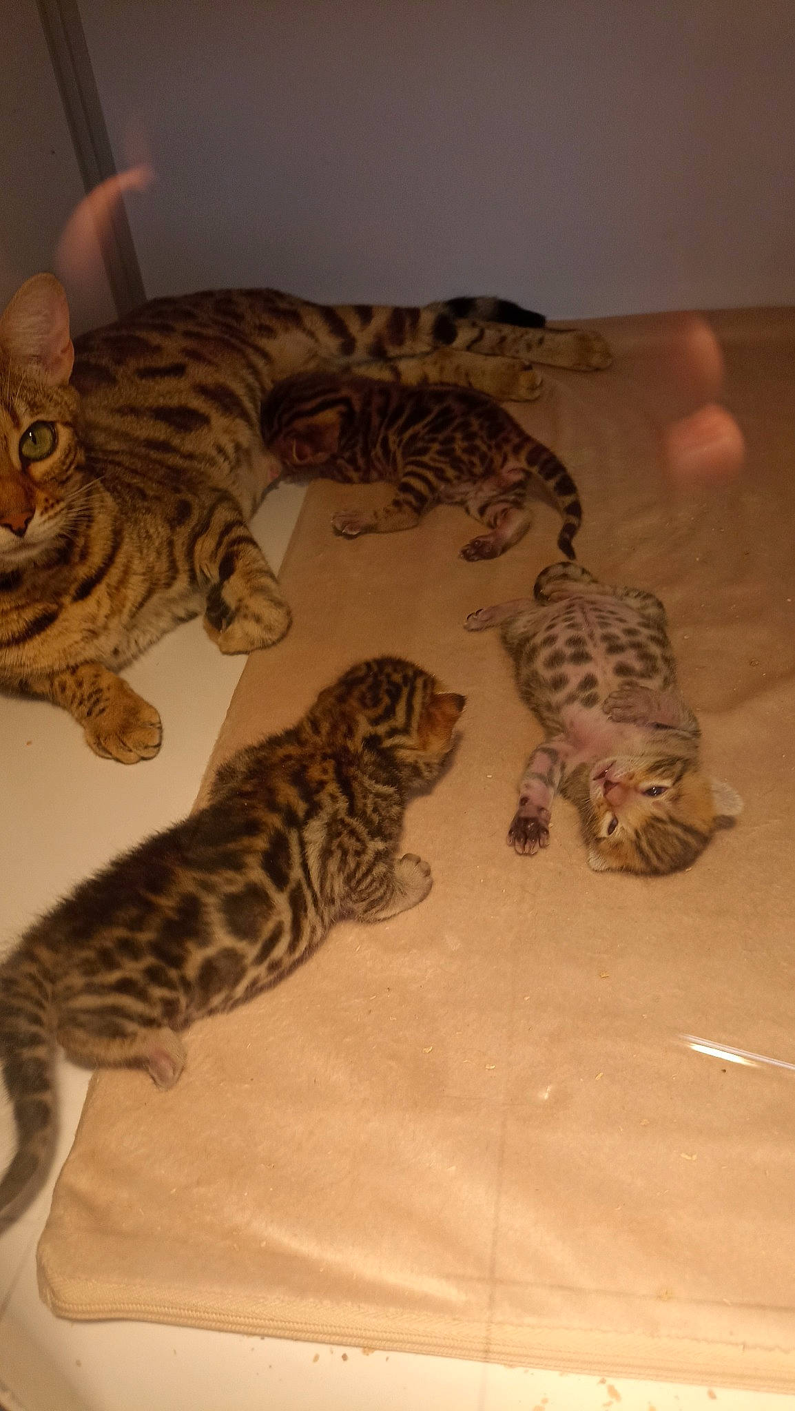 Tornade participe au concours pour gagner de l'argent avec cette photo : big_cats, carnivore, cat, comfort, felidae, fur, mammal, pattern, paw, room, siberian_tiger, small_to_medium_sized_cats, snout, tail, terrestrial_animal, tiger, whiskers, wildlife, wood