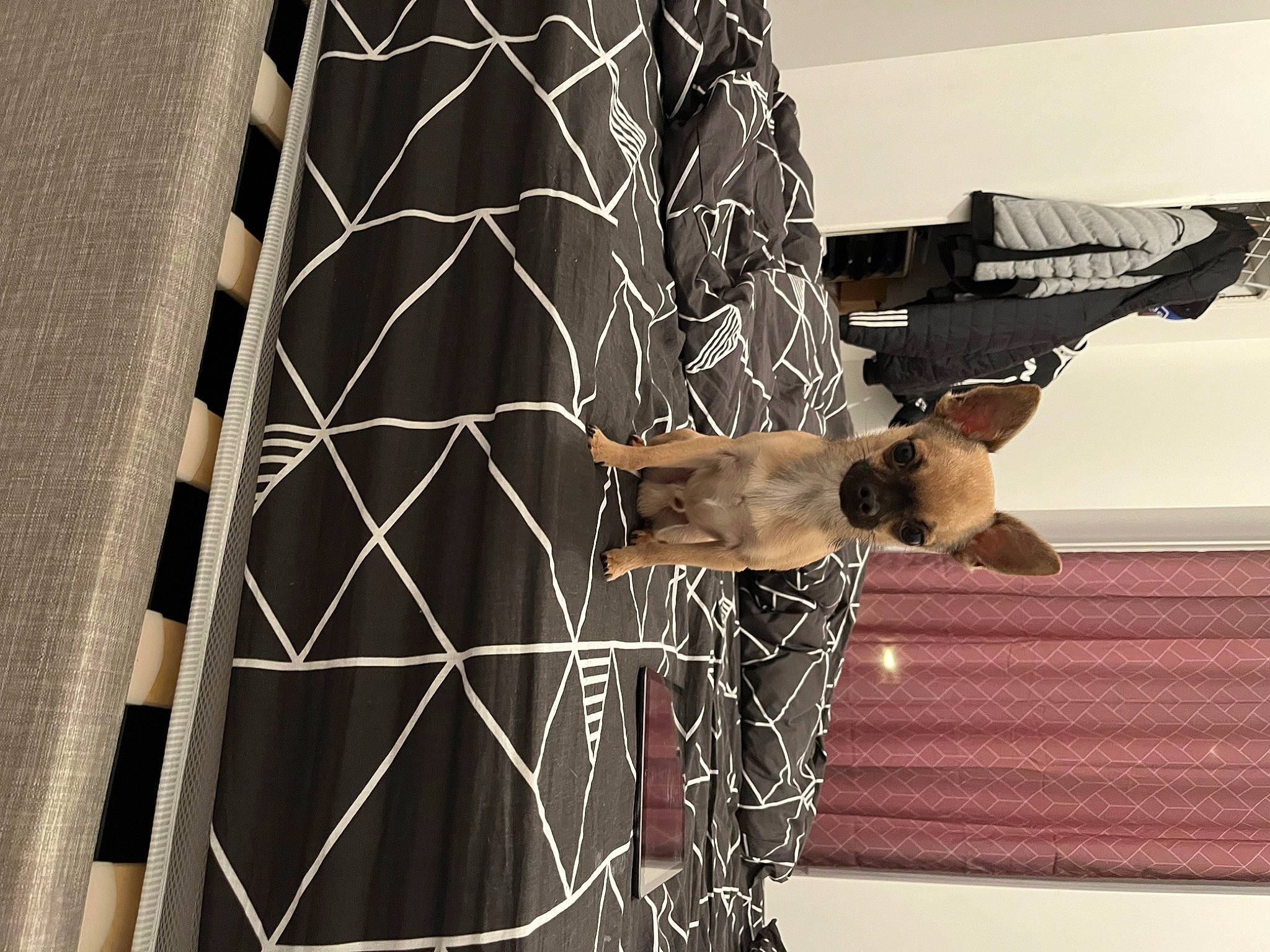 Scobidoo participe au concours pour gagner de l'argent avec cette photo : elbow, fashion_design, flooring, fur, human_leg, mammal, mesh, metal, net, pattern, room, shadow, sleeve, textile, tints_and_shades, visual_arts, waist, window_covering, window_treatment, wood