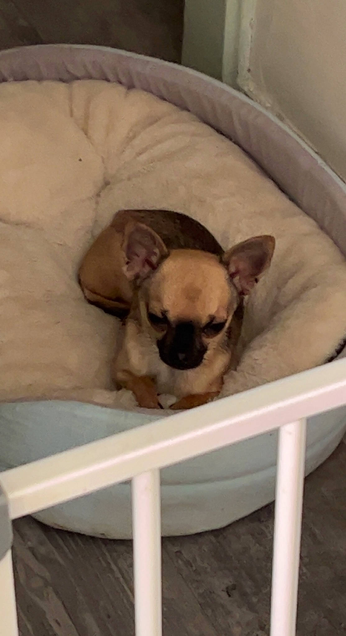 Scobidoo participe au concours pour gagner de l'argent avec cette photo : canidae, carnivore, chihuahua, comfort, companion_dog, couch, dog, dog_breed, dog_supply, fawn, fence, linens, paw, pet_supply, snout, sporting_group, toy_dog, whiskers, wood, working_animal