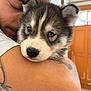 Arrow participe au concours pour gagner de l'argent avec cette photo : puppy, dog, person, hug, tattoo, blue_eyes, close_up, indoor, affection, cute, fur, face, nose, arm, white_shirt, background, door, warmth, love, pet