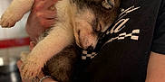 Arrow a rejoint le concours — aidez-le/la à gagner de superbes lots ! puppy, dog, sleeping, person, holding, tattoo, bracelet, black_shirt, indoors, kitchen, fur, cute, pet, close_up, human_hand, comfort, resting, animal, love, peaceful
